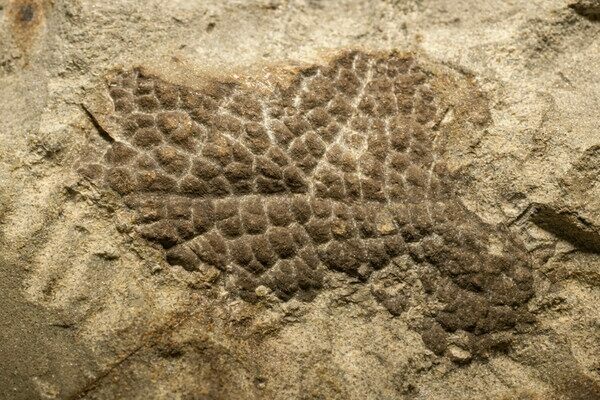 Fossilized skin from the neck of a Tyrannosaurus rex, showing its scaly texture. — Black Hills Institute of Geological Research
